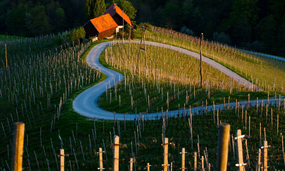 Spicnik wijnroute Slovenie vakantie 